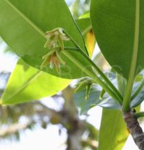 Rhizophora mangle - Flowers - Click to enlarge!