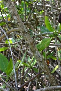 Rhizophora mangle - Stem section - Click to enlarge!