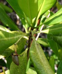 Rhizophora mangle - Expended fruit - Click to enlarge!