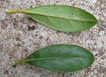 Rhododendron indicum - Upper and lower side of leaf - Click to enlarge!