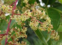 Rhus chirindensis - Section of inflorescence - Click to enlarge!