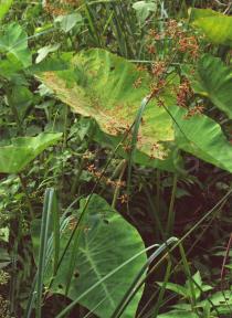 Rhynchospora corymbosa - Inflorescence - Click to enlarge!