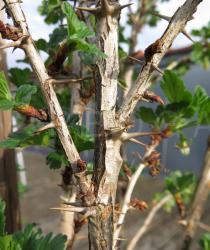 Ribes uva-crispa - Thorns - Click to enlarge!