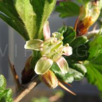 Ribes uva-crispa - Flower - Click to enlarge!