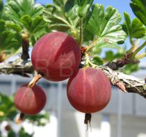 Ribes uva-crispa - Fruits - Click to enlarge!