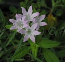 Richardia brasiliensis - Flowers - Click to enlarge!
