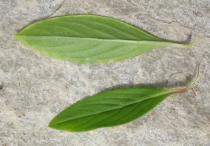 Richardia brasiliensis - Top and lower side of leaf - Click to enlarge!