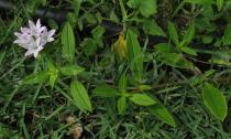 Richardia brasiliensis - Flowering branch - Click to enlarge!