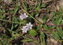 Richardia grandiflora - Habit - Click to enlarge!