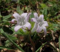 Richardia grandiflora - Flower - Click to enlarge!