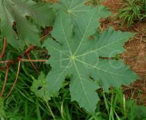 Ricinus communis - Leaf upper side - Click to enlarge!