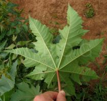 Ricinus communis - Leaf from below - Click to enlarge!