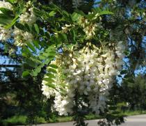 Robinia pseudoacacia - Inflorescences - Click to enlarge!