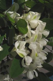 Robinia pseudoacacia - Singel large, pendant raceme - Click to enlarge!