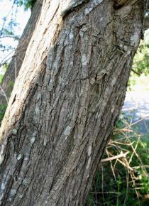 Robinia pseudoacacia - Bark - Click to enlarge!