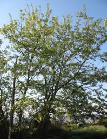 Robinia pseudoacacia - Habit - Click to enlarge!