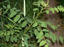 Robinia pseudoacacia - Habit of young tree - Click to enlarge!