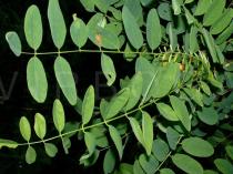 Robinia pseudoacacia - Leaves - Click to enlarge!