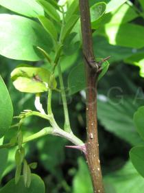 Robinia pseudoacacia - Thorns - Click to enlarge!