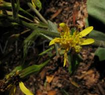 Roldana petasitis - Flower head - Click to enlarge!