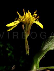 Roldana petasitis - Flower head side view - Click to enlarge!