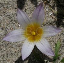 Romulea bulbocodium - Flower - Click to enlarge!