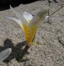 Romulea bulbocodium - Flower, side view - Click to enlarge!
