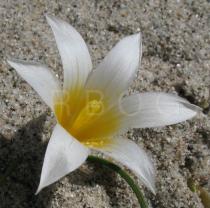 Romulea bulbocodium - Flower - Click to enlarge!