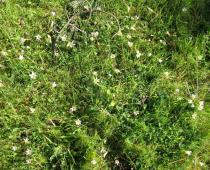 Romulea bulbocodium - Habit - Click to enlarge!