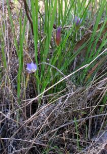 Romulea ramiflora - Habit - Click to enlarge!