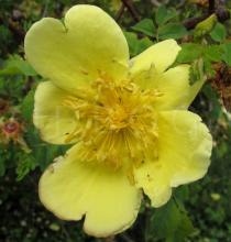 Rosa hugonis - Flower - Click to enlarge!