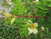 Rosa hugonis - Branch - Click to enlarge!