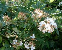 Rosa multiflora - Inflorescences - Click to enlarge!