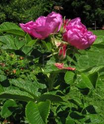 Rosa rugosa - Flowers, side view - Click to enlarge!