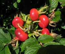 Rosa rugosa - Fruits - Click to enlarge!