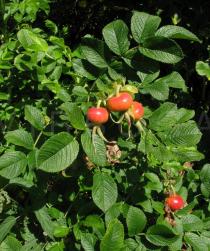 Rosa rugosa - Foliage and fruits - Click to enlarge!