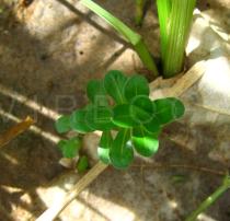 Rotala rotundifolia - Habit - Click to enlarge!