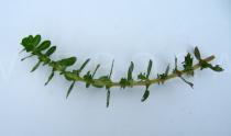 Rotala rotundifolia - Twig - Click to enlarge!