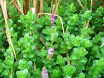 Rotala rotundifolia - Foliage - Click to enlarge!