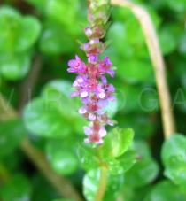 Rotala rotundifolia - Flowers - Click to enlarge!