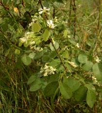 Rourea coccinea - Flowers - Click to enlarge!
