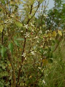 Rourea coccinea - Branches - Click to enlarge!