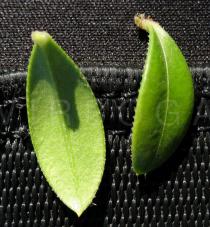 Rubia peregrina - Upper and lower side of leaf - Click to enlarge!