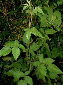 Rubus allegheniensis - Habit young plant - Click to enlarge!