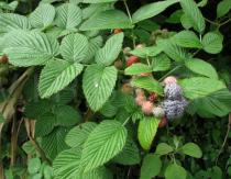 Rubus niveus - Fruits - Click to enlarge!