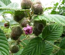 Rubus niveus - Flower - Click to enlarge!