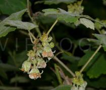 Rubus pluribracteatus - Inflorescence - Click to enlarge!