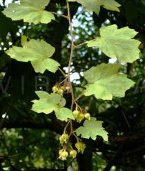 Rubus pluribracteatus - Branch - Click to enlarge!