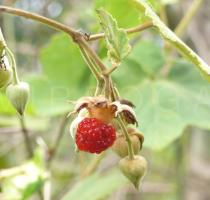 Rubus pluribracteatus - Fruit - Click to enlarge!