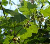 Rubus pluribracteatus - Flower - Click to enlarge!